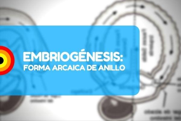 Forma anillo arcaica embriogenesis