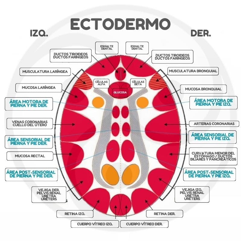 Rele Cerebrales Ectodermo
