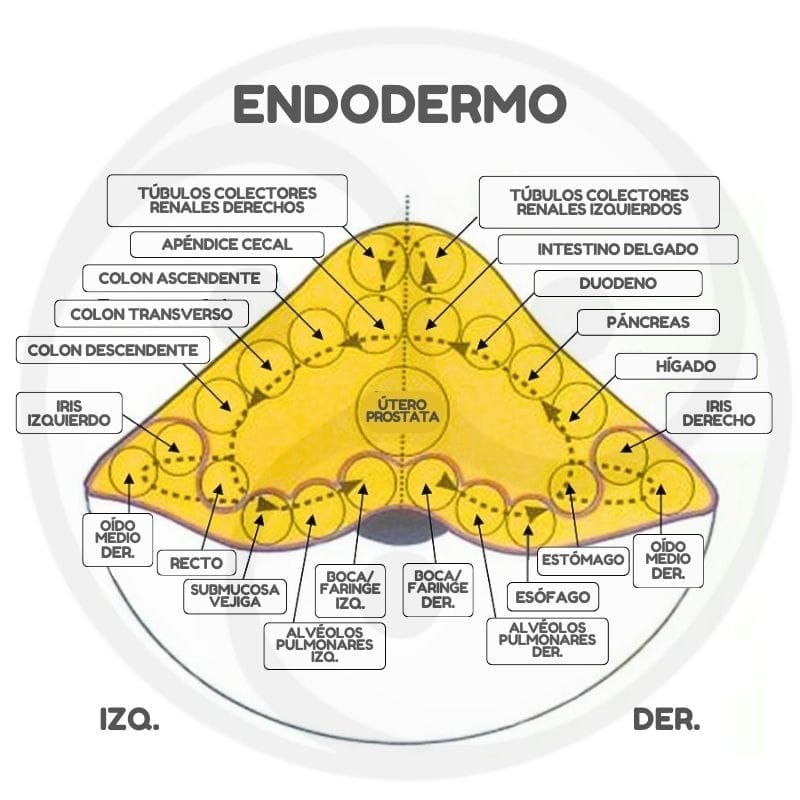 Rele Cerebrales Endodermo