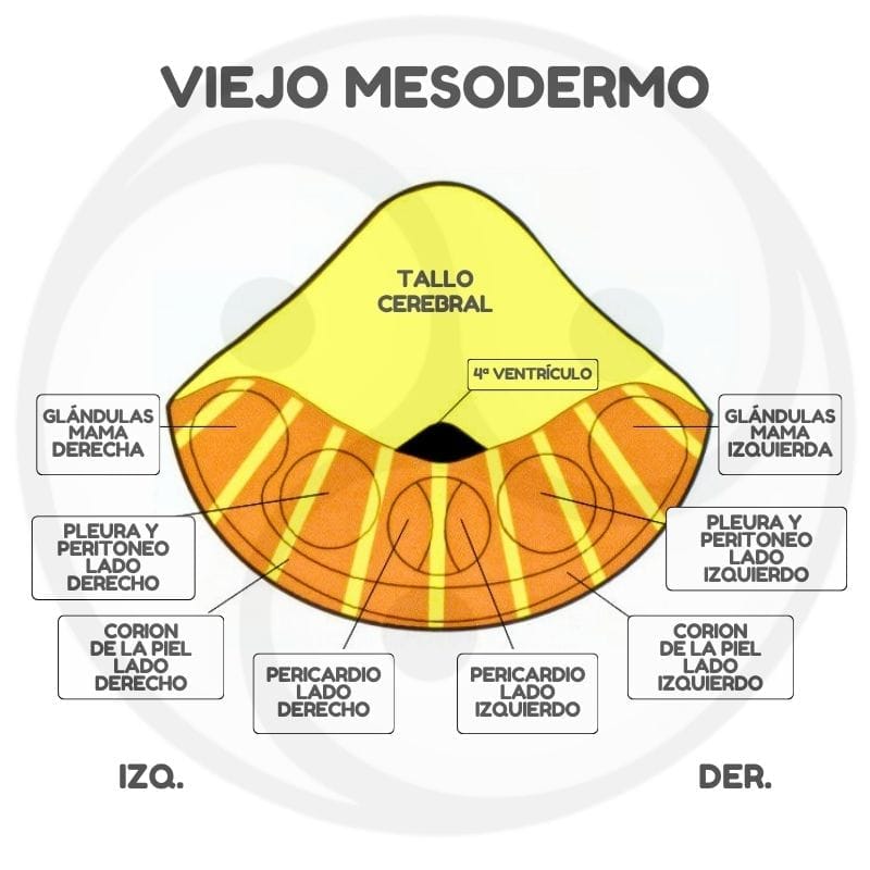 Rele Cerebrales Viejo Mesodermo Nmg